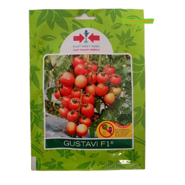 Benih/Bibit Tomat GUSTAVI F1 150 Butir