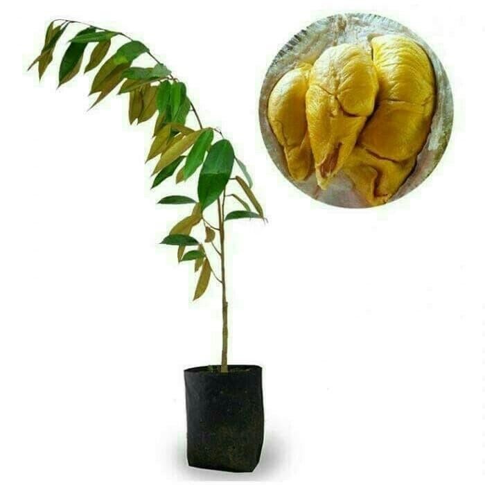 Bibit Durian Musangking Asli