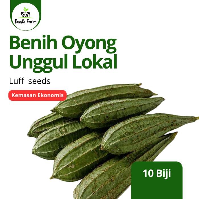 Isi 10 Biji Benih bibit Oyong Gambas Lokal Sayuran Unggul Berkualitas