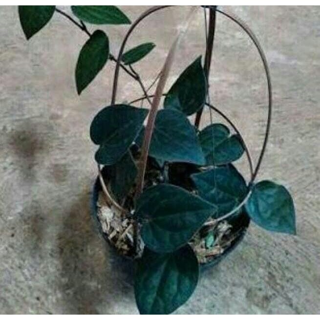 

bibit tanaman sirih hitam unggulan