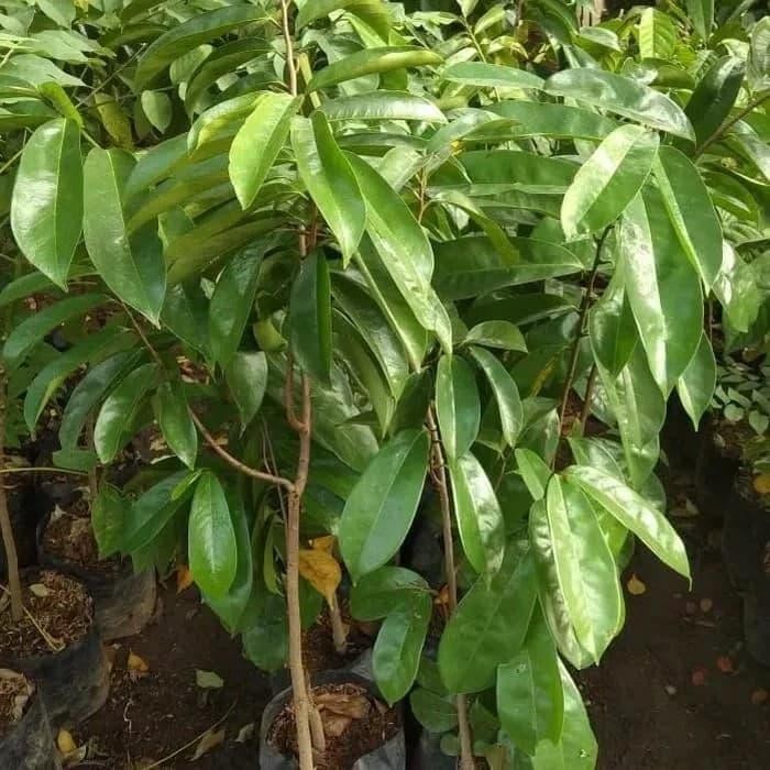 

Bibit tanaman daun sirsak