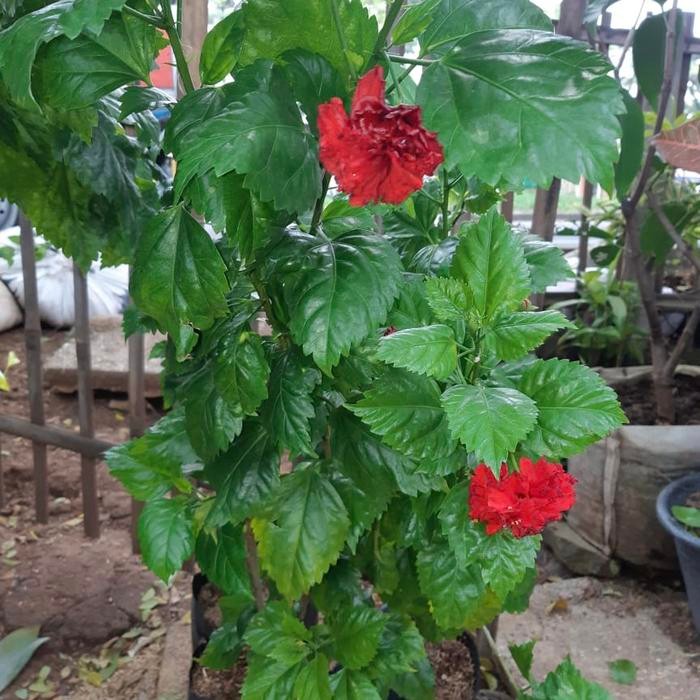 

bibit tanaman hias kembang bunga sepatu bung merah tumpuk