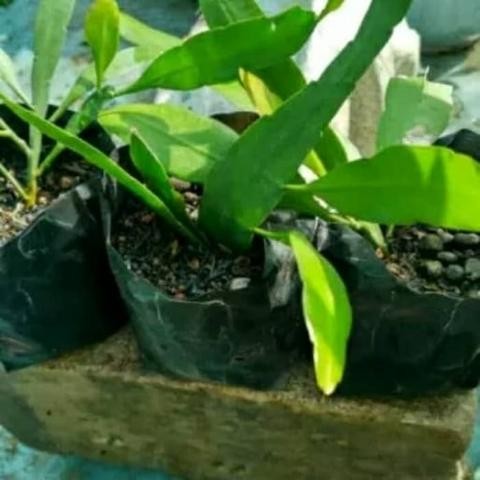 

Bibit Tanaman Hias Wijaya Kusuma Warna Kombinasi