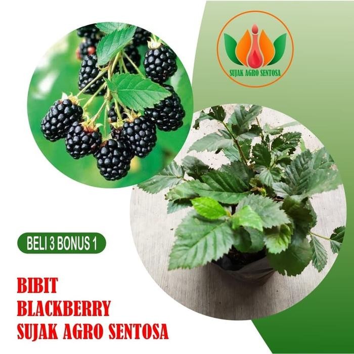 

Bibit Buah Tanaman Blackberry