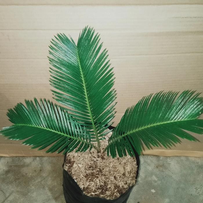 

tanaman hias bibit pohon palem sikas