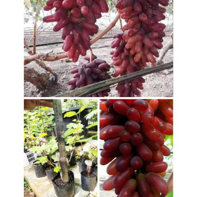 

Bibit Buah Tanaman Anggur Everest