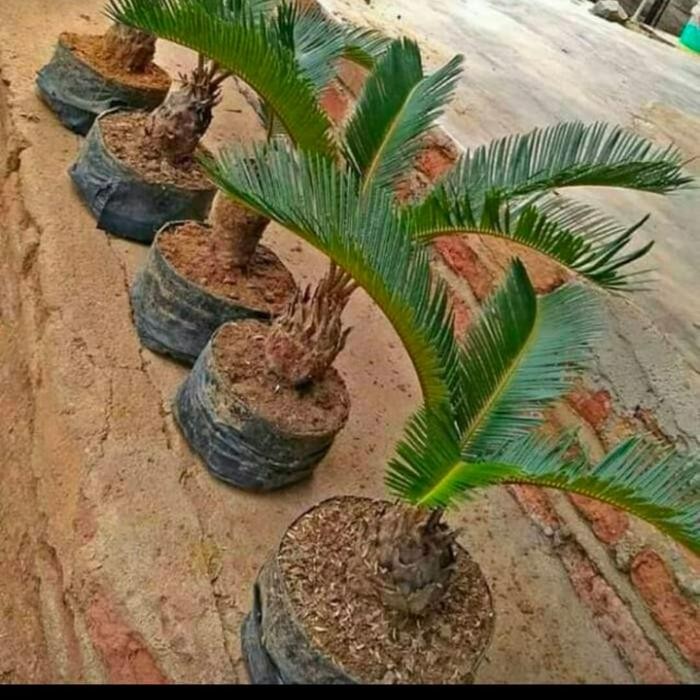 

Bibit Tanaman hias sikas (cycas) - pakis haji