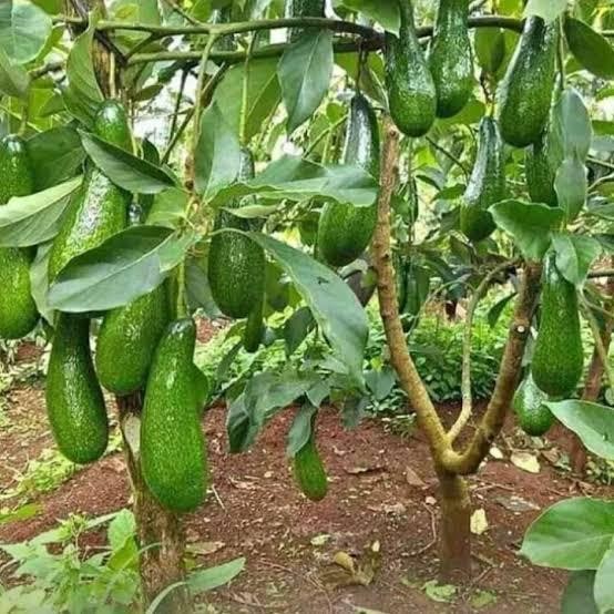 ORIGINAL Bibit Buah Alpukat pohon alpukat taan alpukat aligator dan miki READY STOCK