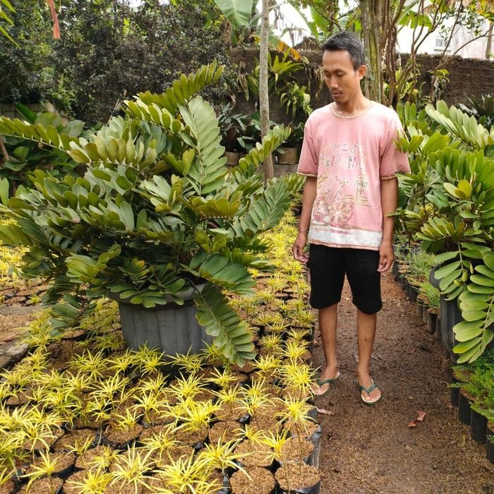 zamia dollar / Zamia multi head