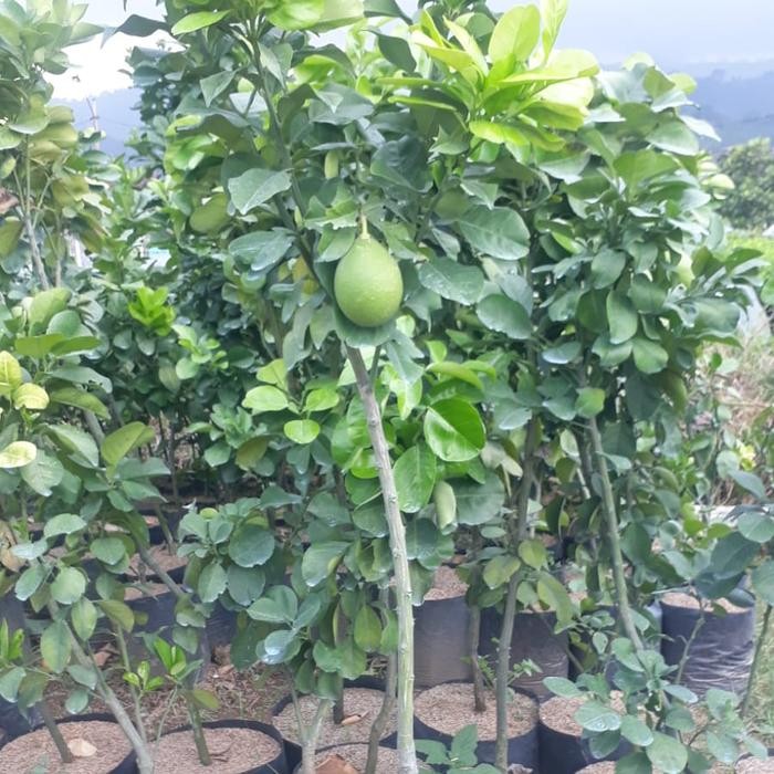 Pohon Jeruk Red pamelo Berbuah/Jeruk Pamelo Berbuah 1meter