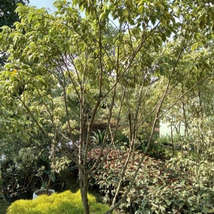 jual pohon beringin putih varigata tinggi 2m