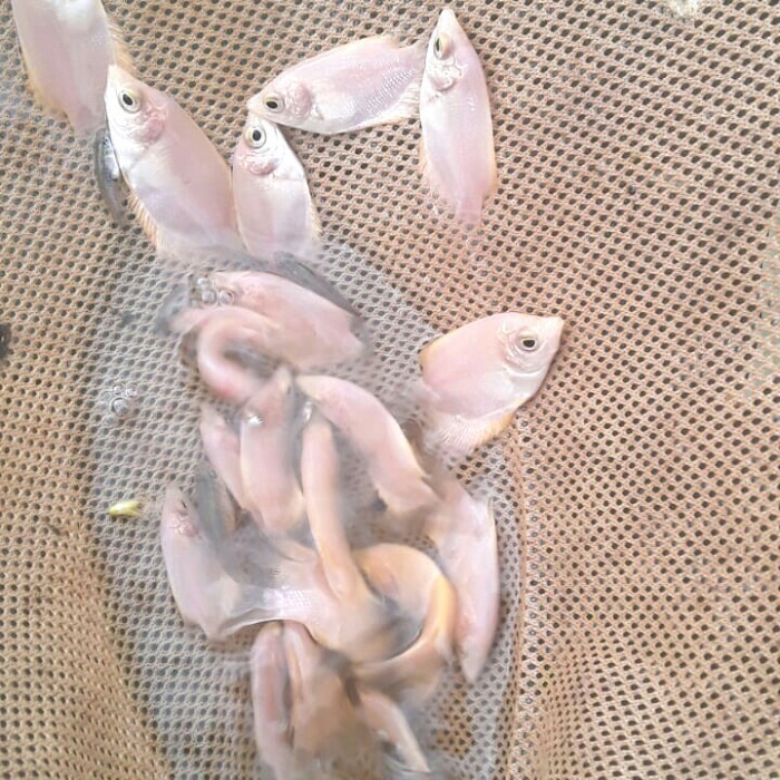 (Allthebest) GURAME PADANG BIBIT. SIZE JEMPOL.