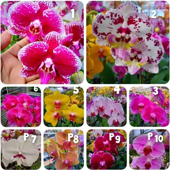 (Allthebest) bibit anggrek bulan bunga jumbo