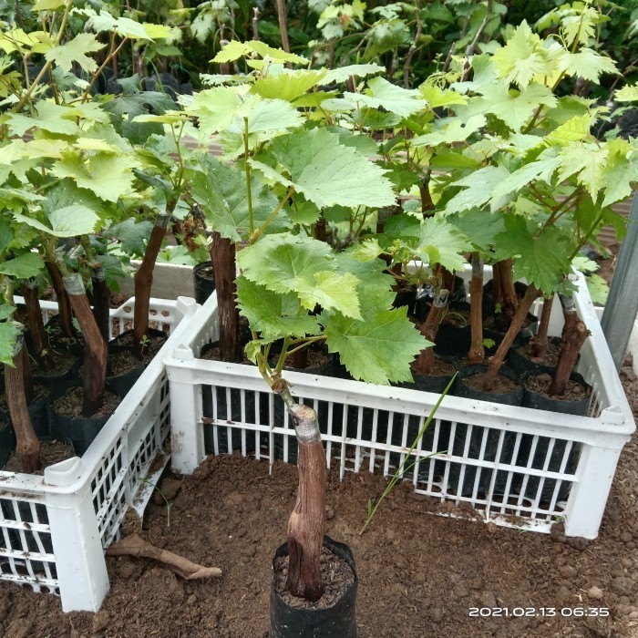 (Allthebest) Bibit Anggur Jupiter - Anggur Impor Jupiter grafting