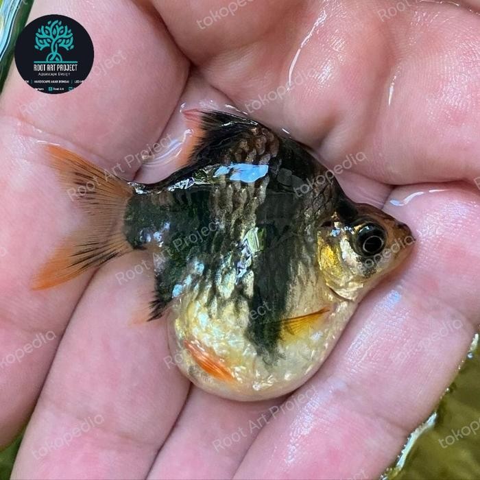 PREMIUM ikan sumatra balon tiger / green sumatra balon