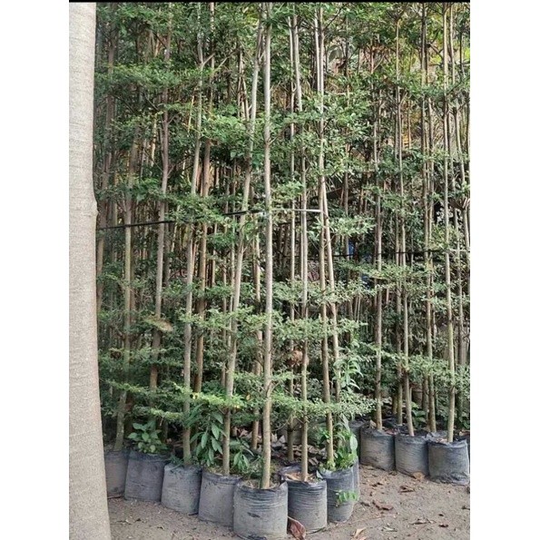 Pinan Shop Ketapang Kencana 2,5 Meter +- Batang Besar Sap Banyak