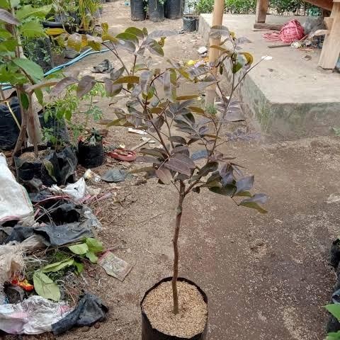 Bibit Kelengkeng Merah Unggul Lengkeng Merah Berbunga Siap Berbuah Tanaman Buah