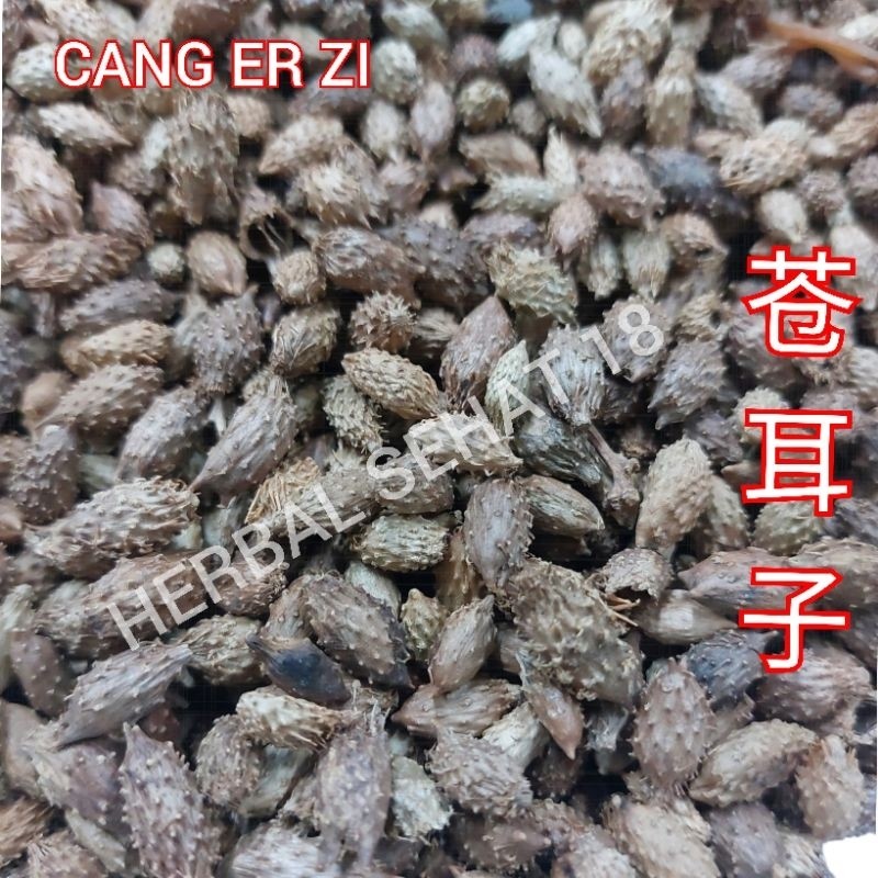 

300 gram - Cang Er Zi Cangerzi Fructus Xanthii Siberici PREMIUM