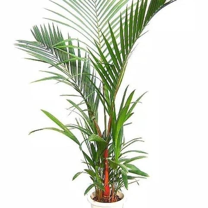 Tanaman hias palm merah (60-80cm). Kode 996