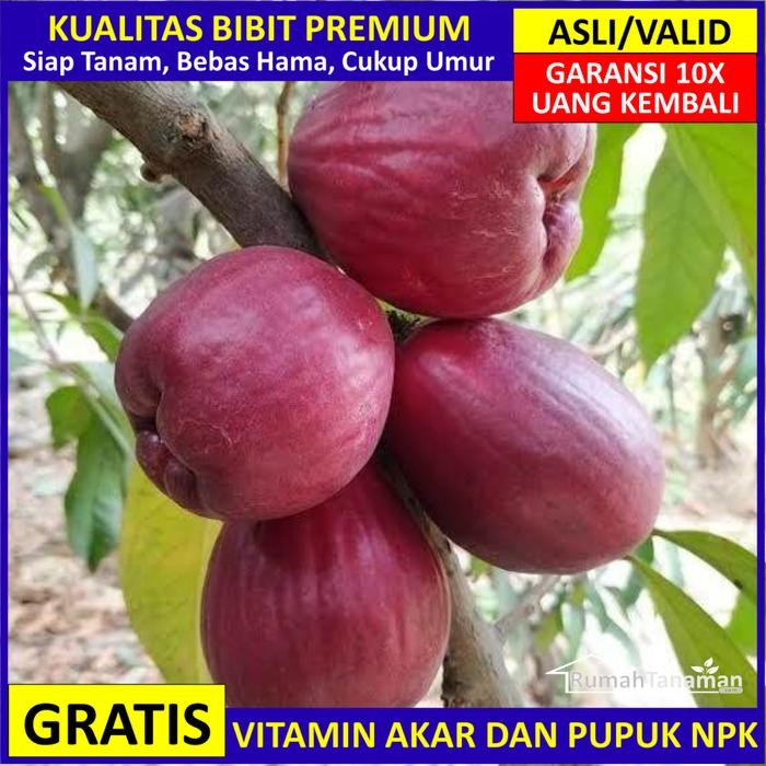 Bibit Jambu Jamaika Asli Bergaransi, Pohon Jambu Bol Jamaika Super Kode 458