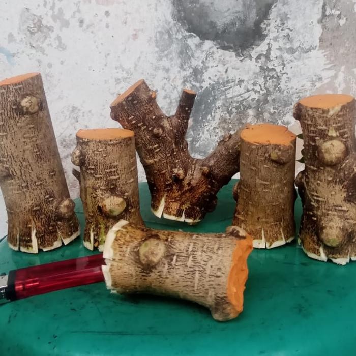 Bahan Bonsai Stek Anting Putri Batang Besar Small Medium Formal Tegak Kode 44