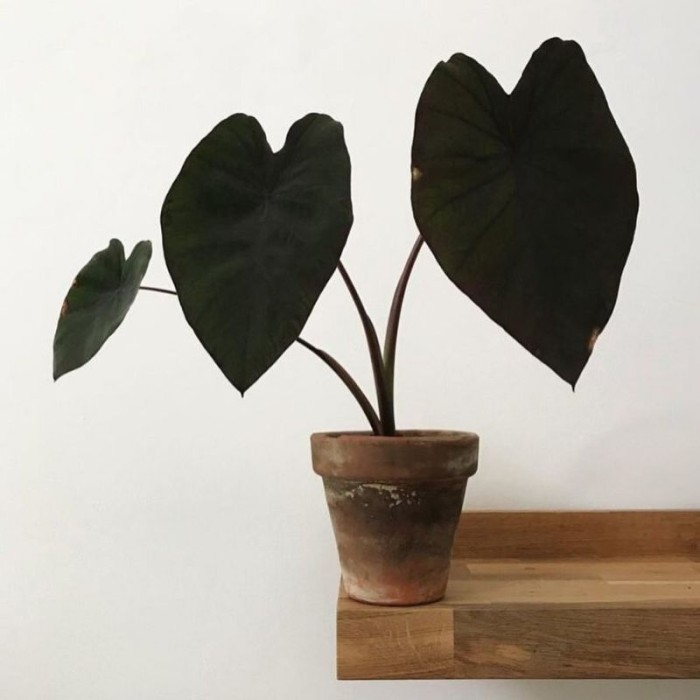 keladi black magic / Alocasia black magic Kode 26