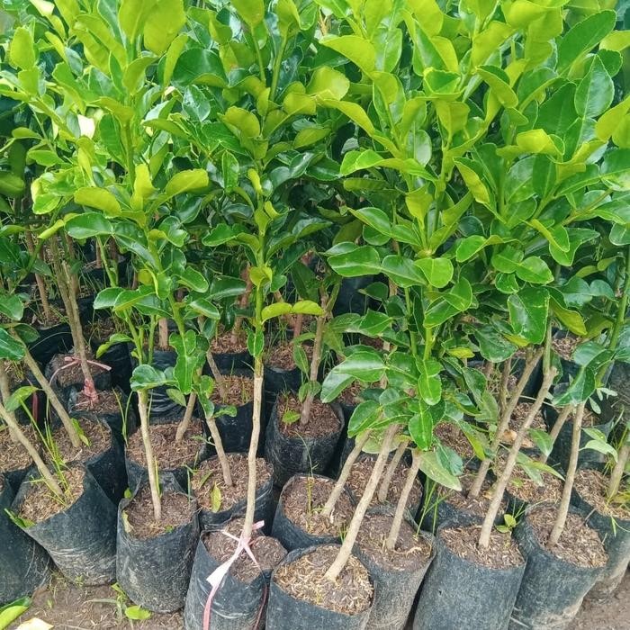 pohon jeruk purut / daun jeruk masak / jeruk purut cangkok Kode 395