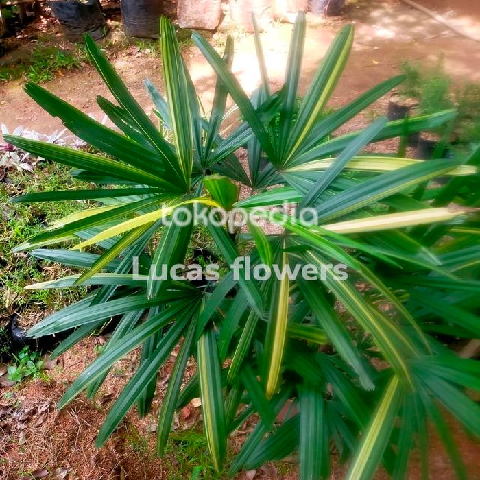 palem waregu varigata tanaman hias regu Kode 471