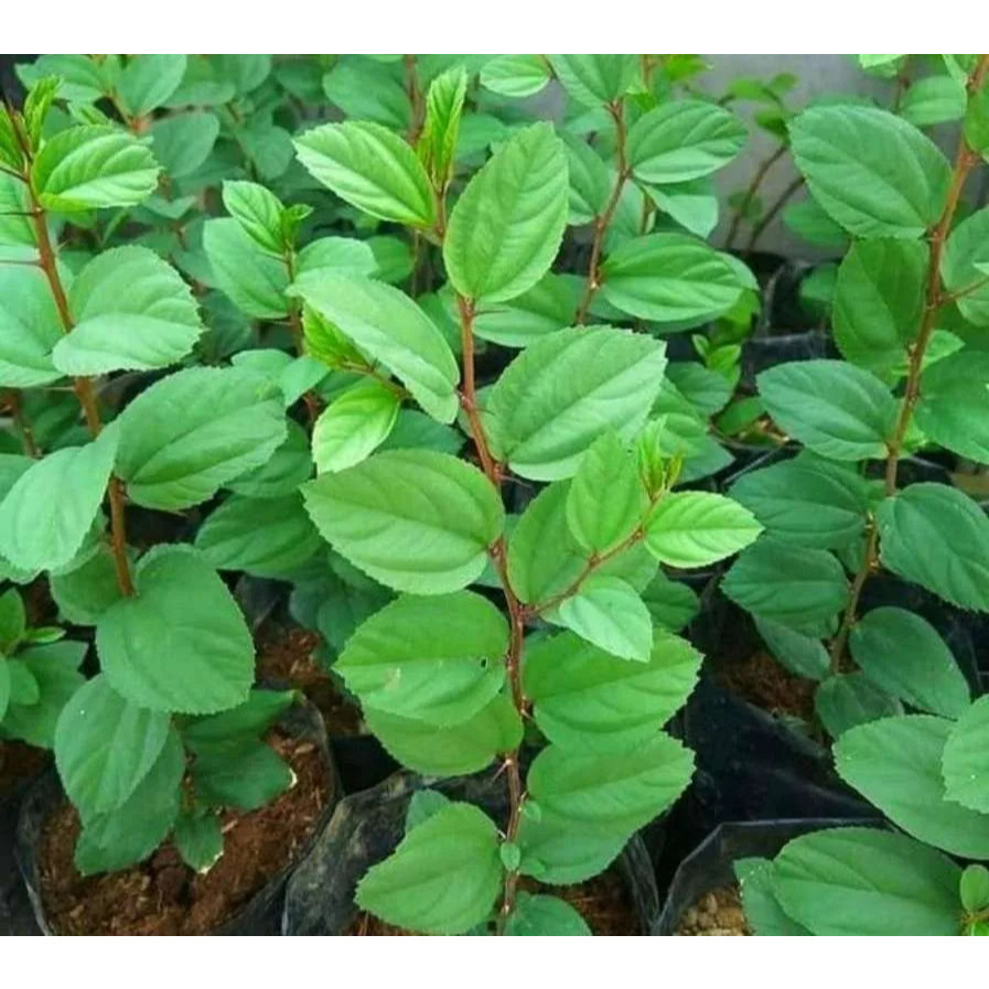 Tanaman Herbal Daun Bidara Arab - Bibit Tanaman Bidara Arab Asli