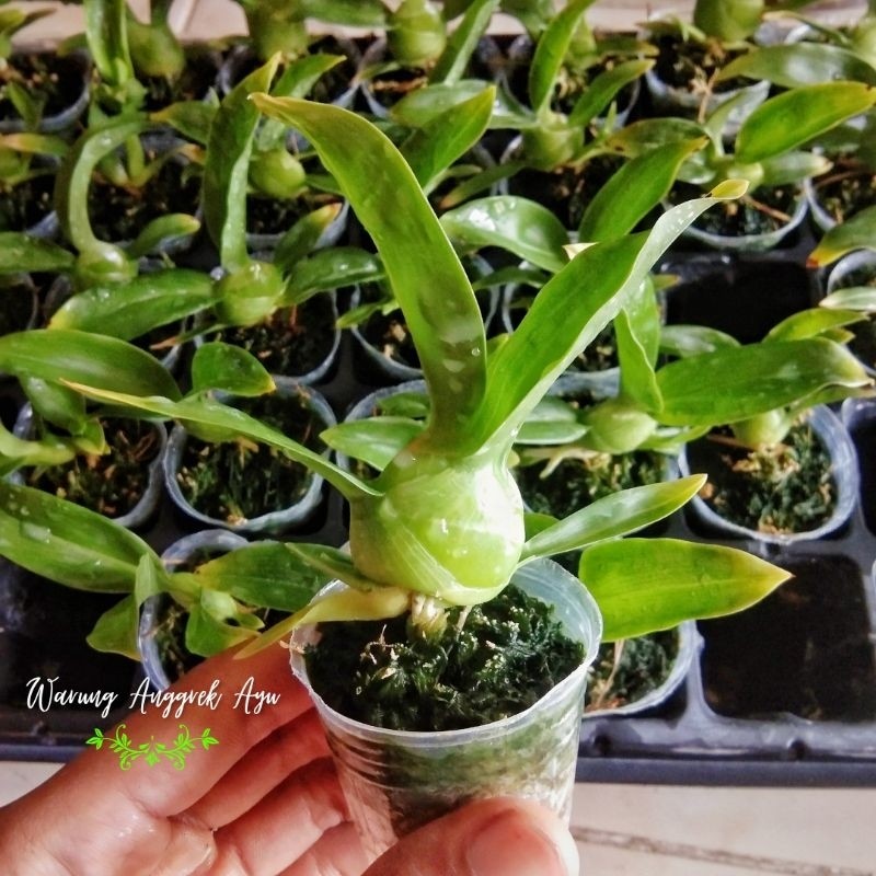 Seedling Anggrek Grammatophyllum Widarakandang