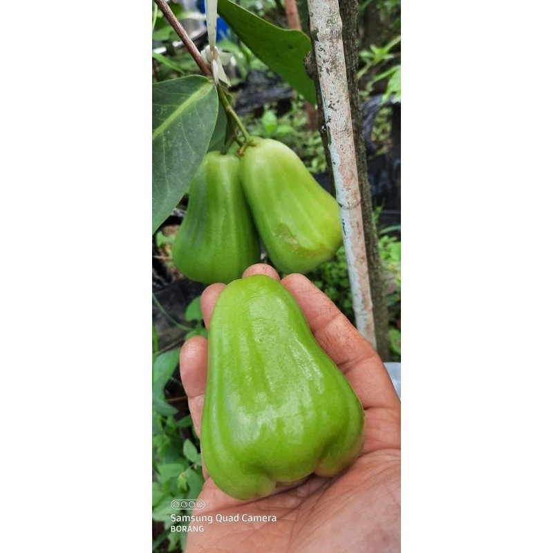 BIBIT JAMBU AIR GREEN GIANT