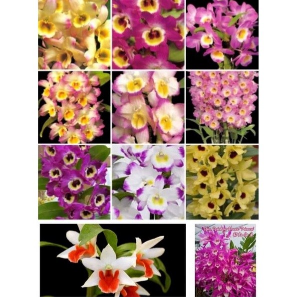 anggrek dendrobium nobile rimbun