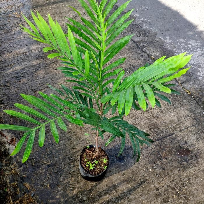 Tanaman Bibit Kiara Payung