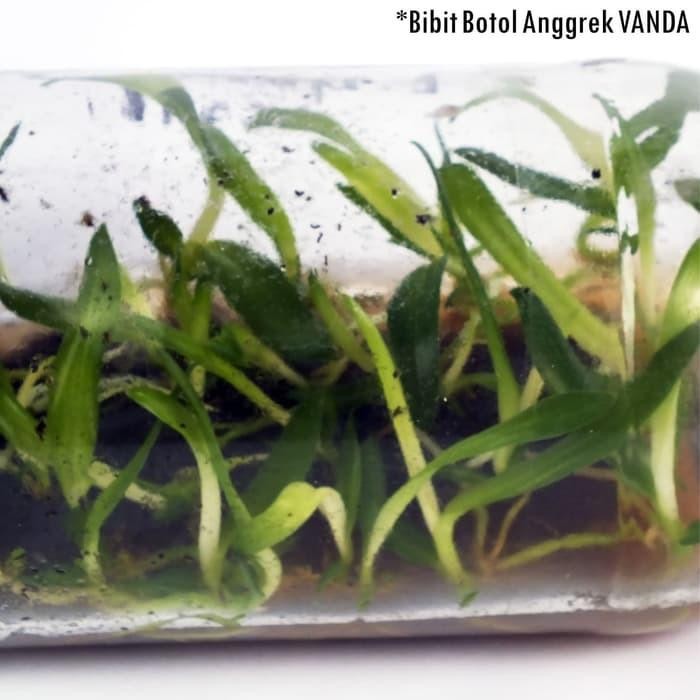 Seedling Botol Bibit Tanaman Hias Anggrek Vanda Seedling Botol Vanda