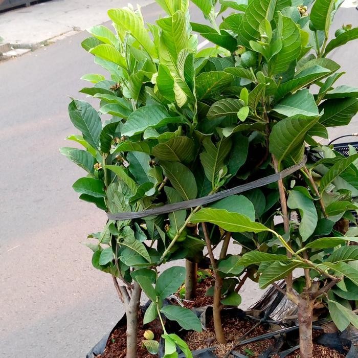 Bibit Pohon Jambu Kristal/Pohon Buah/Tanaman Jambu Kristal/Benih Jambu