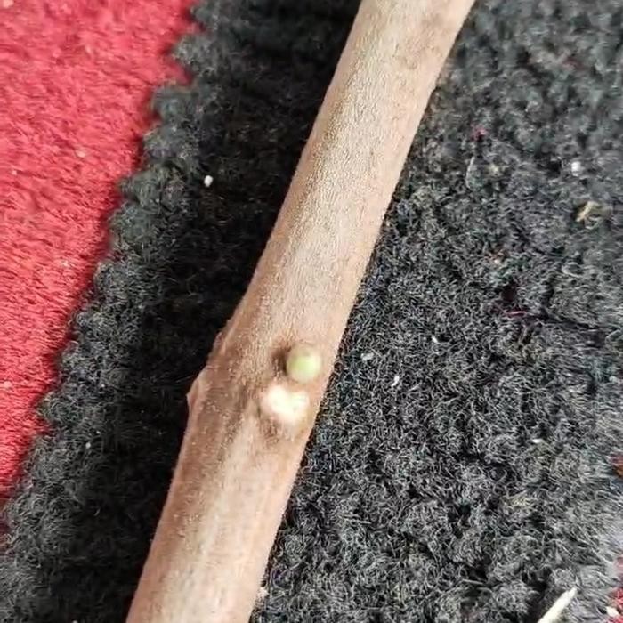 Bibit Tanaman Mamey Sapote 1 Meter Murah Indukan Sudah Buah