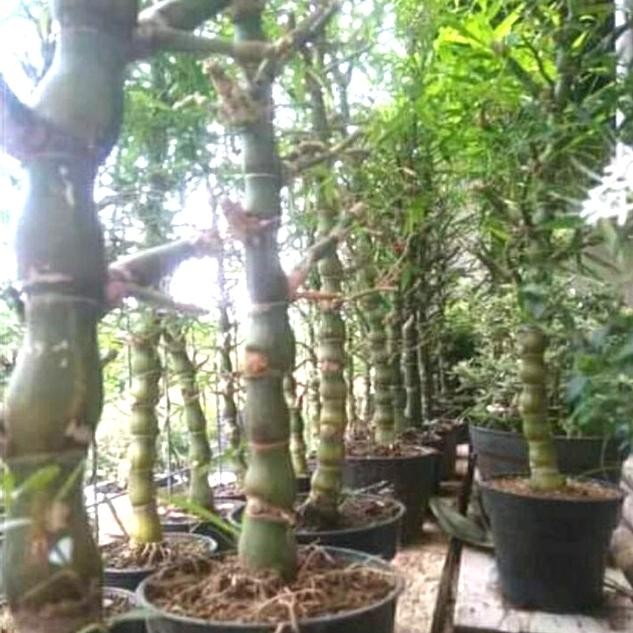 TANAMAN HIAS BAMBU NAGIN/BAMBU TASBIH bambu hoky