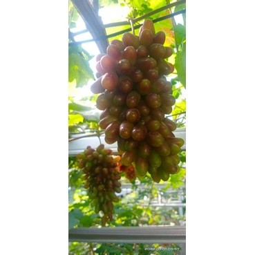 Flowersbloom Bibit Anggur Impor Taldun Batang Super Besar Valid