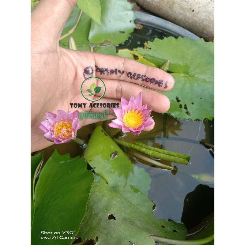 Flowersbloom Teratai Bunga Pink Tropical Tanaman Hias Bunga Kolam