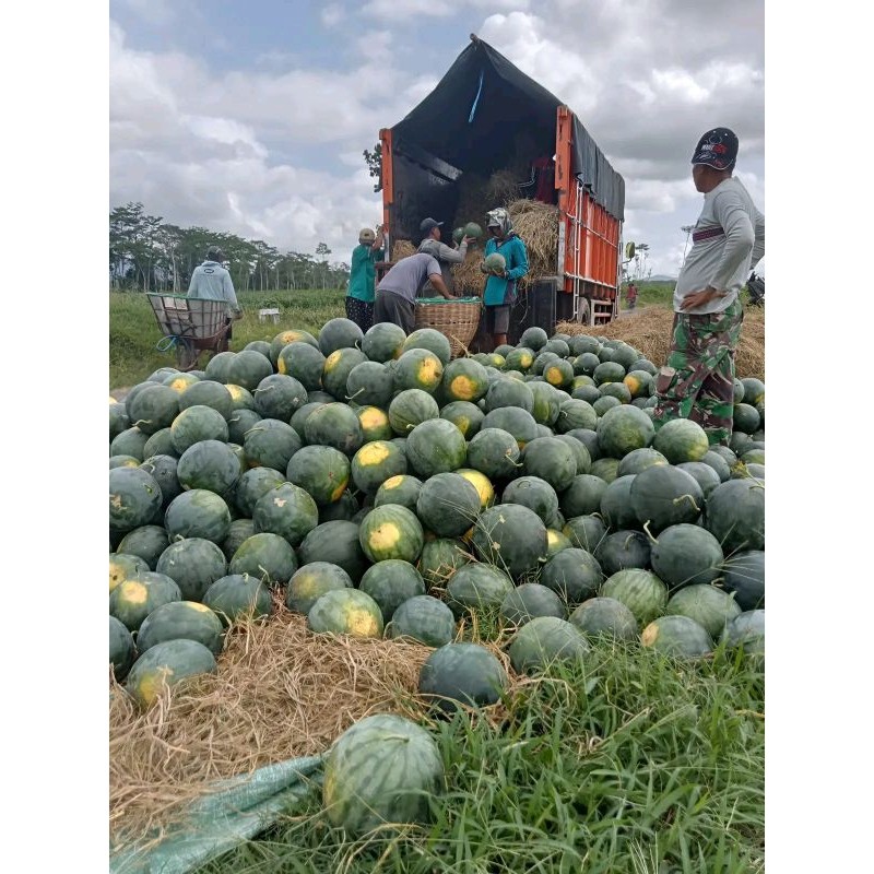 Happygardens Benih Semangka Non Biji Jumbo Black Jack F1 (Perawatan Dan Pembuahan Mudah) Isi Benih