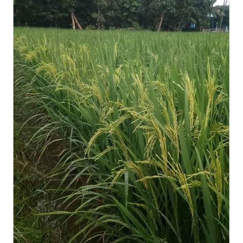 Happygardens Benih Padi Pmj-01 5Kg