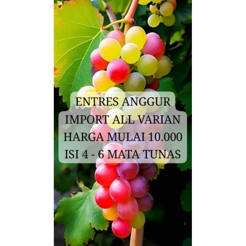 Happygardens Entres Anggur Import Valid Untuk Grafting Okulasi Sambung Pucuk