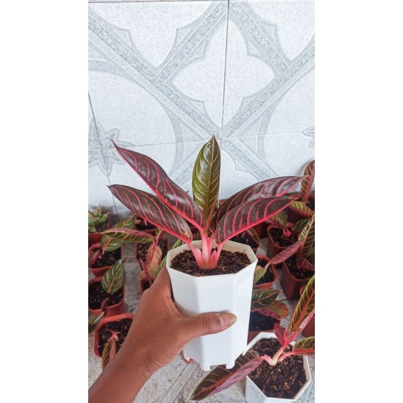 Happygardens Aglonema Red Sumatra Remaja Aglonema Pos Red