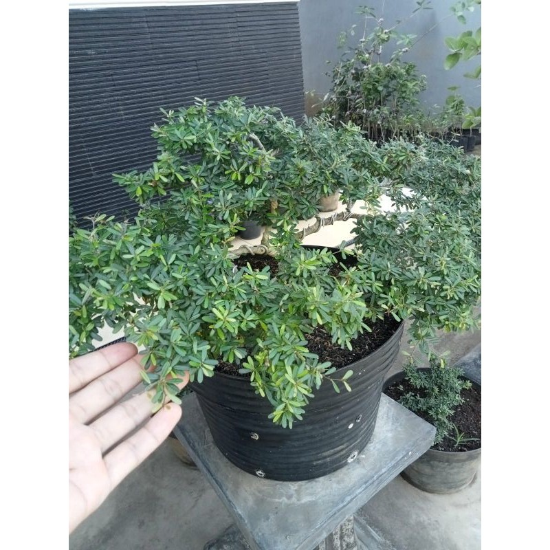 Happygardens Saeng Simbur Super Micro Vietnam