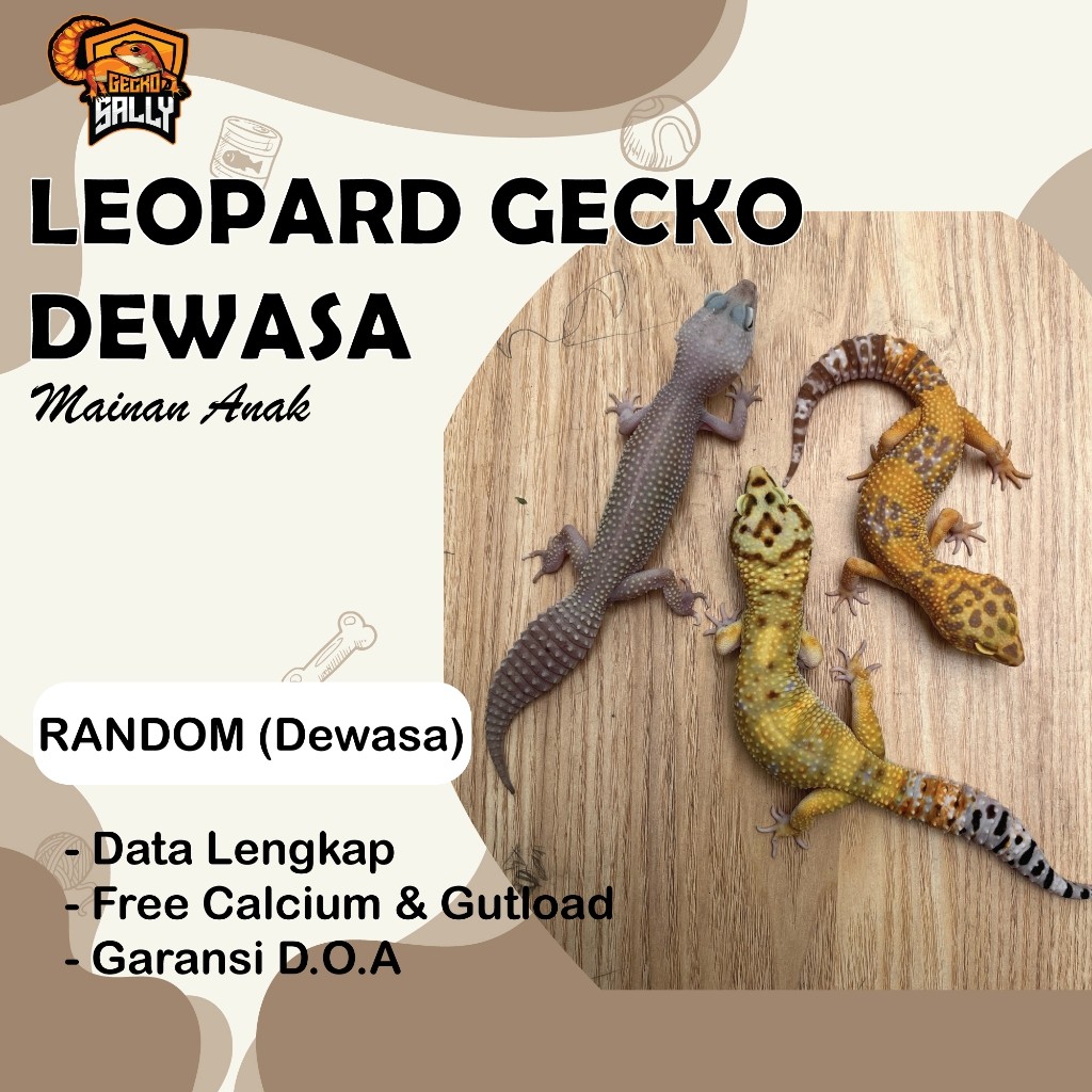 Mainan Anak Leopard Gecko Dewasa Random / GECKOSALLY