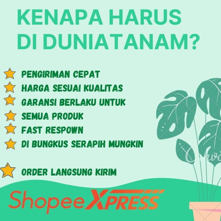 [CANGKOK OKULASI] BIBIT TANAMAN POHON BUAH ALPUKAT alator MENTEGA JUMBO markus kualitas super