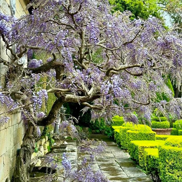 Bibit Tanaman Rambat Bunga Ungu Wangi Wisteria Cina (Wisteria Sinensis)