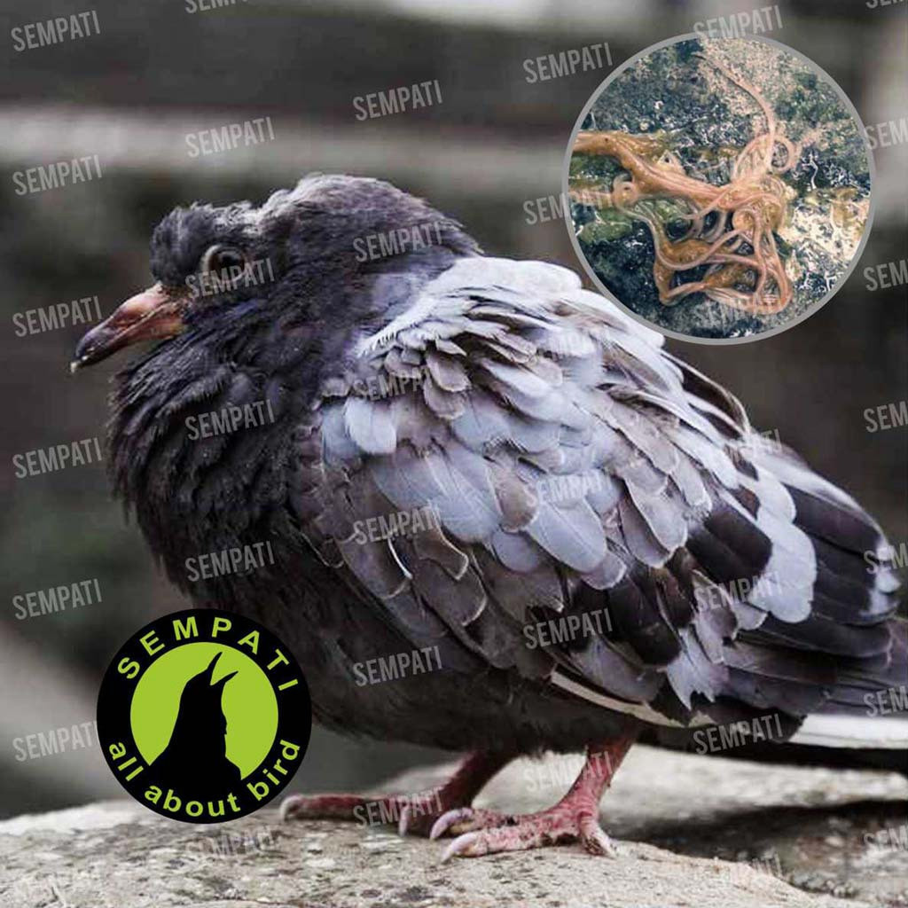 SEMPATI ALBEND OS VITAREST OBAT CACING HATI BURUNG MERPATI DARA PERKUTUT SAKIT CACINGAN KURUS LESU