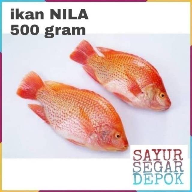 IKAN NILA MERAH