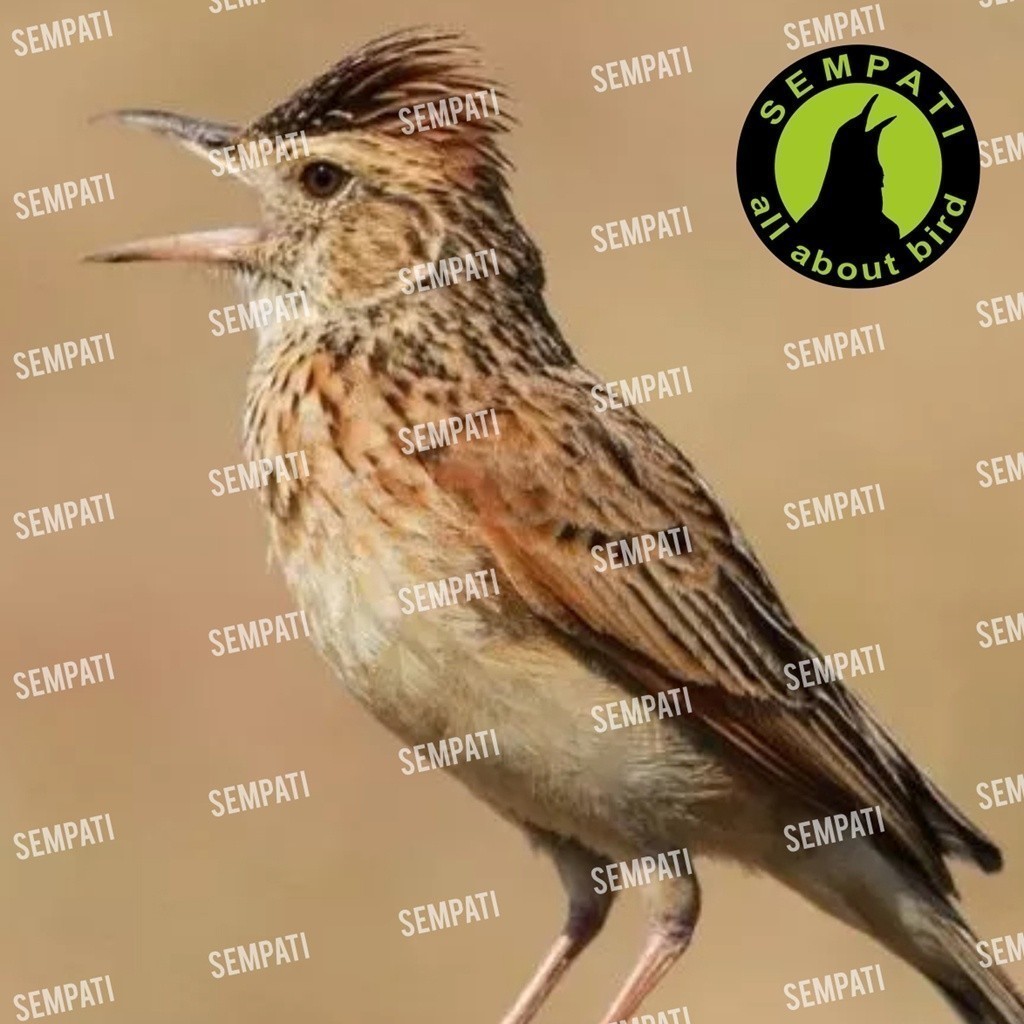 SEMPATI POWER SONG PAKAN BRANJANGAN POWER SONG PAKAN BURUNG BRANJANGAN LARK MAKANAN HARIAN SUPER